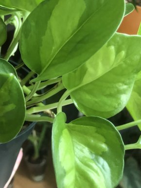 Epipremnum Global Green - vrcholový Řizek