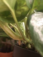 IMG_4848.jpeg