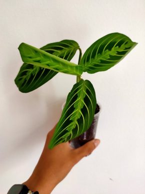 Marantha Lemon Lime