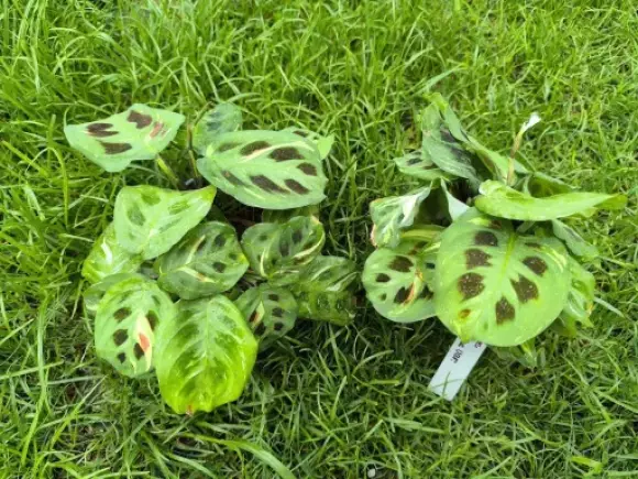 M. Kerchoveana.webp
