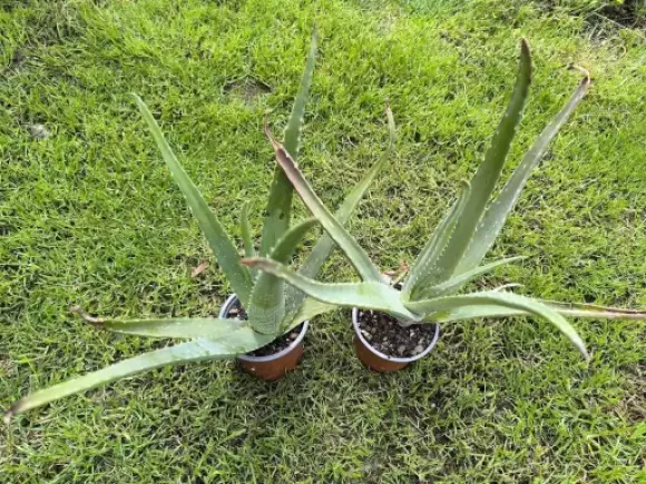 Aloe vera.webp