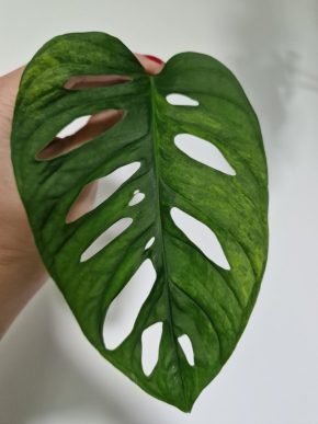 Monstera Adansonii var. AUREA