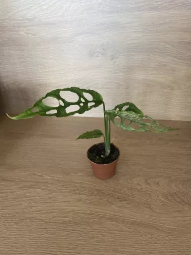 Monstera Obliqua Peru Aukce rostlin