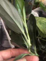 IMG_4911.jpeg