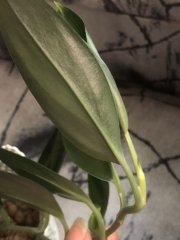 IMG_4912.jpeg