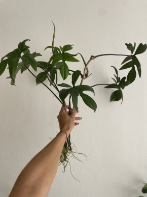 PHILODENDRON FLORIDA GREEN
