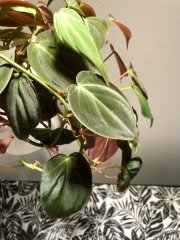 IMG_0219.jpeg