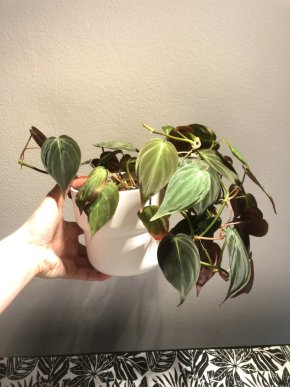 Philodendron micans