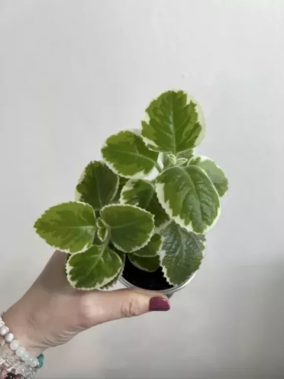 tempImageckVXIm.webp