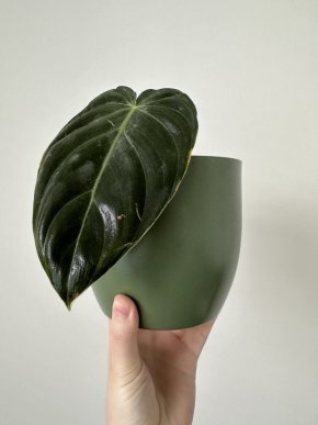 Philodendron melanochrysum