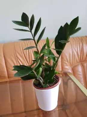 Zamioculcas