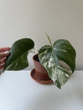 Monstera albo
