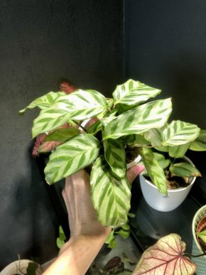 calathea Freddie