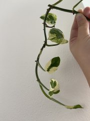 IMG_8762.jpeg