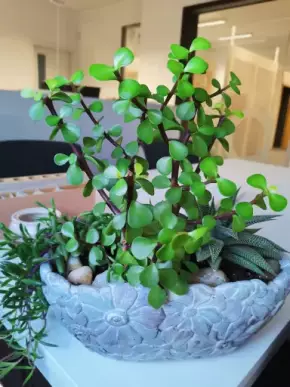 Portulacaria afra (sukulent)
