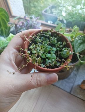 Peperomia prostrata 4