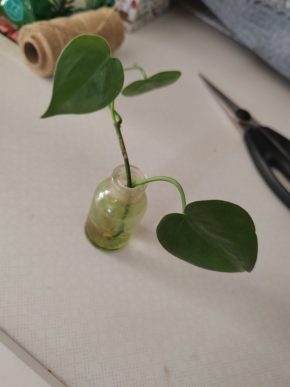 Philodendron scandens