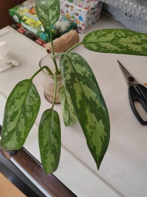 Aglaonema marantifolium