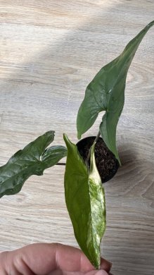 Syngonium Albo