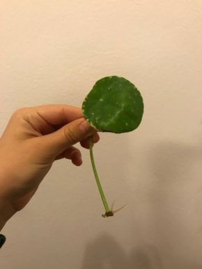 Pilea peperomioides, řízek