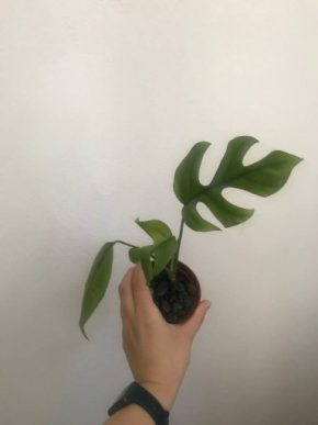 Monstera Minima