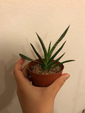 Gasteria