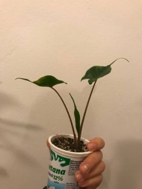 Alocasia Stingray