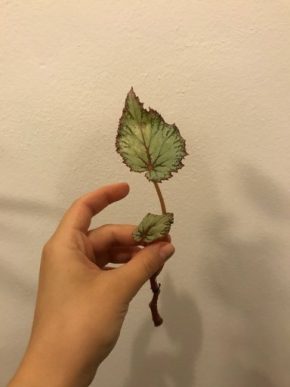 begonia rex putz, čerstvý řízek