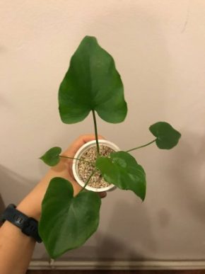 Philodendron Selloum