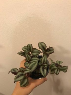 Tradescantia zebrina "Violet"