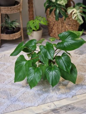 Homalomena rubescens Maggy