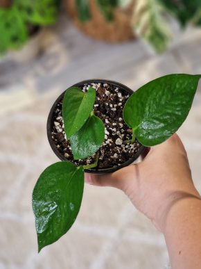 Epipremnum Jade