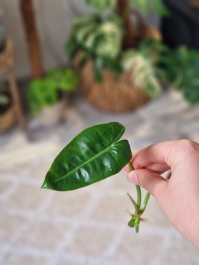 Philodendron Burle marx variegata řízek