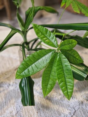 Set řízků // Pachira aquatica a Dracaena fragrans