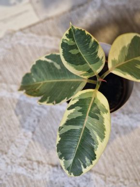 Ficus elastica Tineke