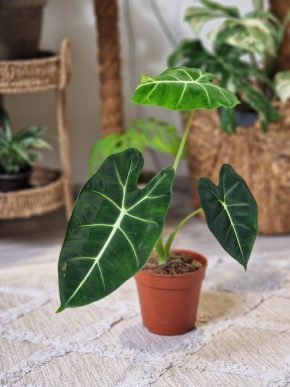 Alocasia frydek