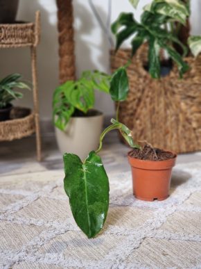 Philodendron Paraiso verde variegata