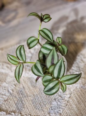 Tradescantia Zebrina // 5 kořenících řízků