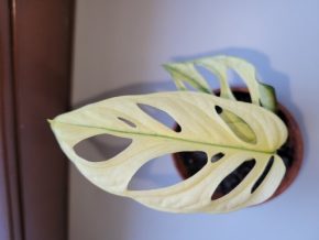 Monstera adansonii Variegata