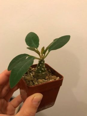 dorstenia foetida, semínka