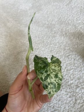 Syngonium Mojito