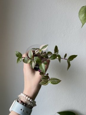 Tradescantia fluminensis ‘quadricolor’ + nečekaný bonus