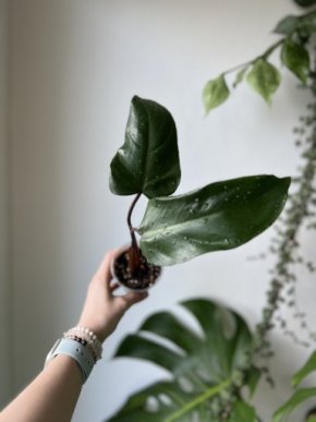 Philodendron erubescens 'Red Emerald'