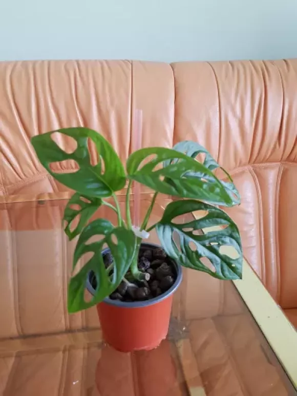 20240625_180927.webp