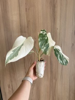 Monstera Albo variegata