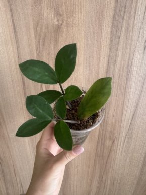 Zamiokulkas zamiifolia