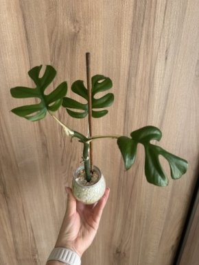 Raphidophora Tetrasperma/Monstera Minima