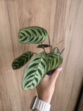Calathea Burle Marx / Ctenanthe burle-marxii