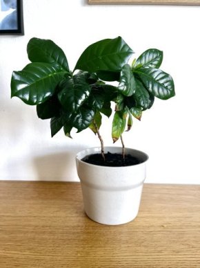 Kávovník - Coffea arabica