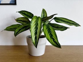 Calathea Beauty Star